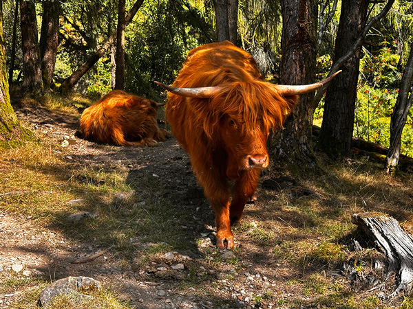 Highland cattle by Stickle Ghyll